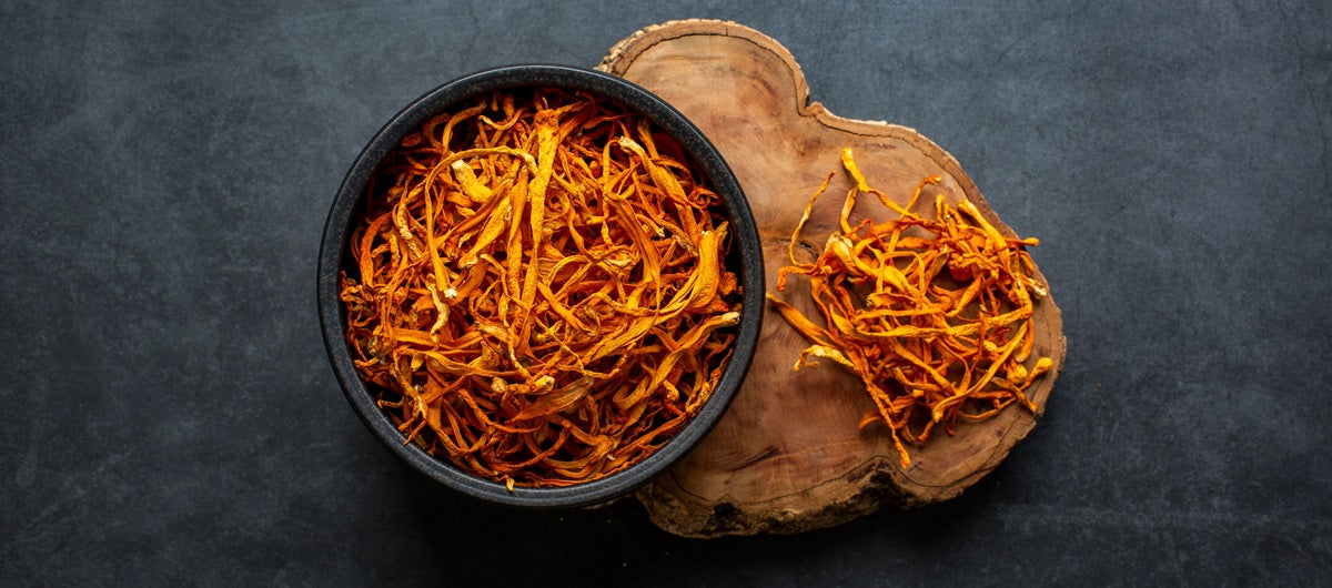 Cordyceps - działanie, właściwości i stosowanie
