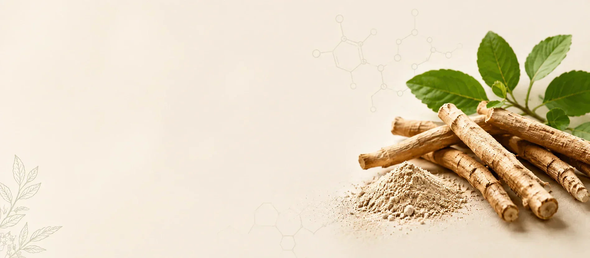 Ashwagandha (żeń-szeń indyjski) – korzeń i proszek z ashwagandhy