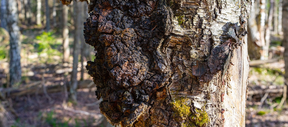 Błyskoporek podkorowy – działanie, właściwości i stosowanie Chaga