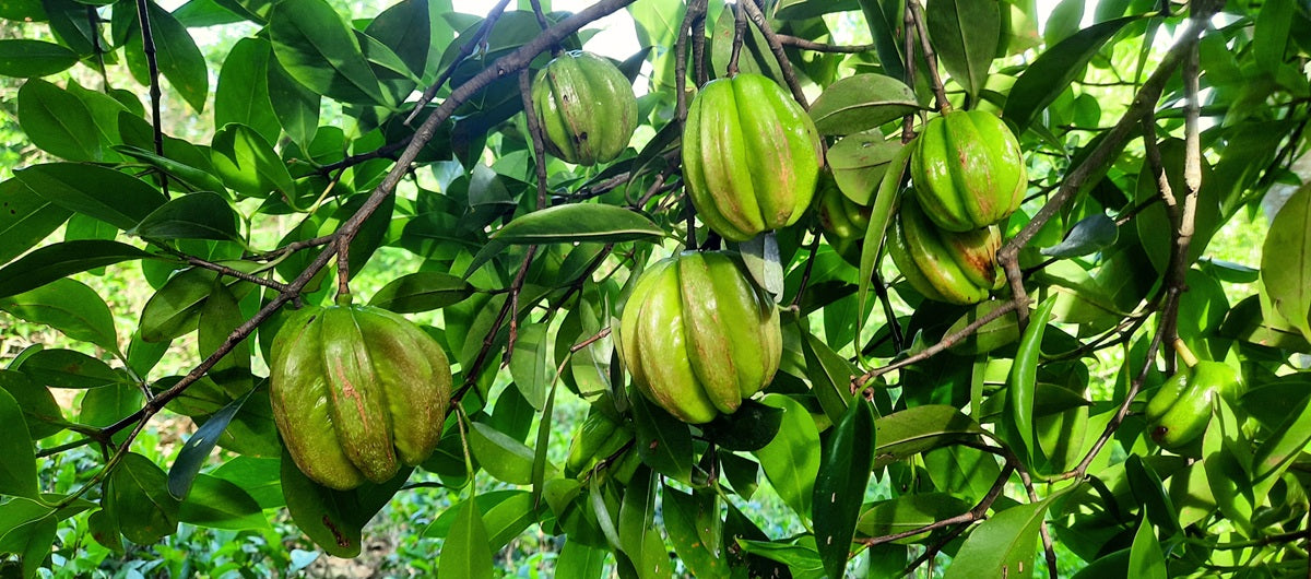 Garcinia cambogia - działanie, właściwości i stosowanie